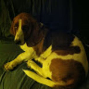 Meet your Posher, Josie